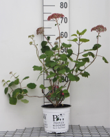 Hydrangea arborescens 'NCHA1' (Invincibelle, Pink Annnabelle)   pot 3L