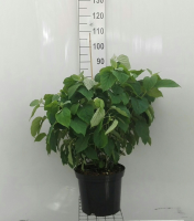 Hydrangea arborescens 'Abetwo' (Incrediball, Strong Annabelle)   pot 12L   80 100 cm