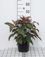 Hydrangea aspera 'Haopr012' (Hot Chocolate)   pot   25 30 cm