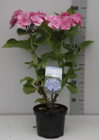 Hydrangea macrophylla 'Blaumeise'   pot   25 30 cm  