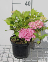 Hydrangea macrophylla 'Gertrud Glahn'   pot   25 30 cm