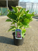 Hydrangea macrophylla 'Kardinal'   pot   25 30 cm