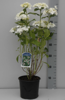 Hydrangea macrophylla 'Libelle'   pot   25 30 cm