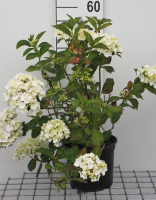 Hydrangea macrophylla 'Madame Emile Mouillère'   pot   25 30 cm