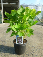 Hydrangea macrophylla 'Nikko Blue'   pot   25 30 cm