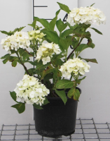 Hydrangea macrophylla 'Soeur Thérèse'   pot   25 30 cm  