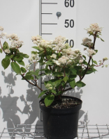 Hydrangea paniculata 'Dharuma'   pot   30 40 cm