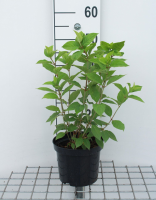 Hydrangea paniculata 'Limelight'   pot   30 50 cm  