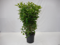 Hydrangea paniculata 'Limelight'   pot 12L   100 125 cm