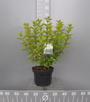 Hydrangea paniculata 'Limelight'   pot 10L   60 80 cm