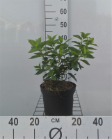 Hydrangea paniculata 'Jane' (Little Lime)   pot   25 30 cm  
