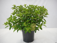 Hydrangea paniculata 'Jane' (Little Lime)   pot 12L   60 80 cm