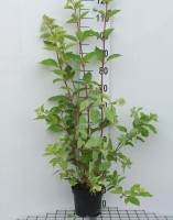 Hydrangea paniculata 'Phantom'   pot   40 50 cm  