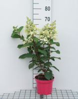 Hydrangea paniculata 'DVPPinky' (Pinky Winky)   pot   40 50 cm  