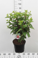 Hydrangea paniculata 'DVPPinky' (Pinky Winky)   pot 10L   60 80 cm  
