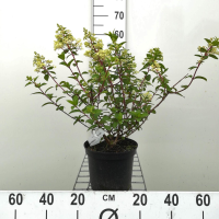 Hydrangea paniculata 'Rensun' (Sundae Fraise)   pot   40 50 cm