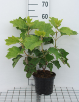 Hydrangea quercifolia 'Sike's Dwarf'   pot   30 40 cm  