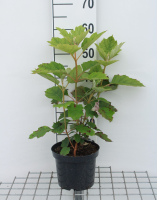 Hydrangea quercifolia 'Flemygea' (Snow Queen)   pot   30 40 cm
