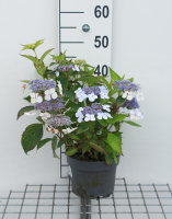 Hydrangea serrata 'Bluebird'   pot   25 30 cm  