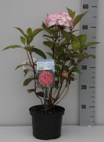 Hydrangea serrata 'Preziosa'   pot   25 30 cm