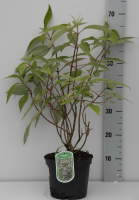 Hydrangea villosa   pot   25 30 cm