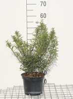 Ilex aquifolium 'Alaska'   pot   40 60 cm