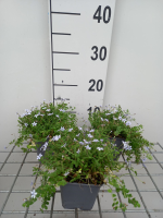Isotoma fluviatilis   pot 9x9 cm  