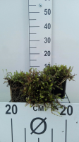 Leptinella squalida   pot 9x9 cm  