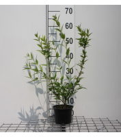 Deutzia gracilis   pot   25 30 cm  