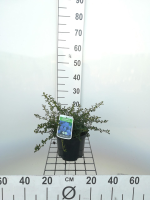Ceanothus thyrsiflorus 'Repens'   pot   25 30 cm