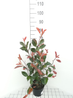 Photinia x fraseri 'Red Robin'   pot   40 60 cm