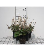 Tiarella wherryi   pot 9x9 cm  