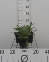 Gaura lindheimeri   Prachtkaars   pot 9x9 cm  