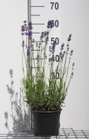 Lavandula angustifolia 'Munstead'   pot 2L (Lavendel)  