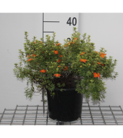 Potentilla fruticosa 'Red Ace'   pot 3L   25 30 cm