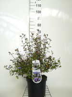 Ceratostigma willmottianum   pot   30 40 cm  