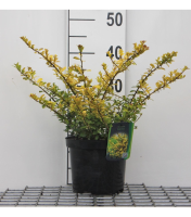 Ilex crenata 'Golden Gem'   pot   20 30 cm