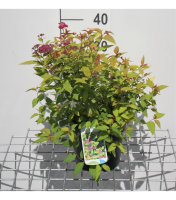 Spiraea japonica 'Goldflame'   pot 3L   25 30 cm