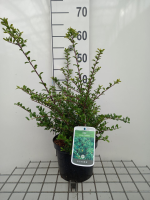 Ilex crenata 'Convexa'   pot   30 40 cm  