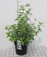 Philadelphus 'Belle Etoile'   pot   50 60 cm