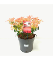 Pieris 'Forest Flame'   pot 5L   30 40 cm