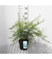 Spiraea x cinerea 'Grefsheim'   pot 3L   40 60 cm