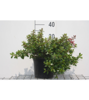 Escallonia 'Red Dream'   pot   20 25 cm