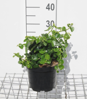 Hedera hibernica 'Arbori Compact'   pot   20 25 cm  