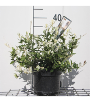 Euonymus fortunei 'Harlequin'   pot   20 30 cm
