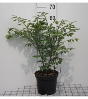 Euonymus alatus 'Compactus'   pot   30 40 cm