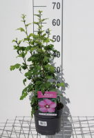 Hibiscus syriacus 'Woodbridge'   pot   40 60 cm