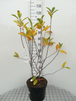 Magnolia stellata   pot 10L   60 80 cm