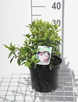 Viburnum tinus 'Eve Price'   pot   25 30 cm