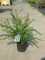 Escallonia 'Dart's Rosyred'   pot   40 50 cm